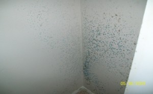 Mold Growing On Wall
